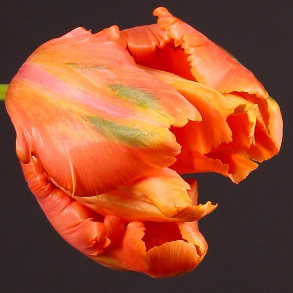 parrot-tulips-xltulips-tulpen-bijzonder