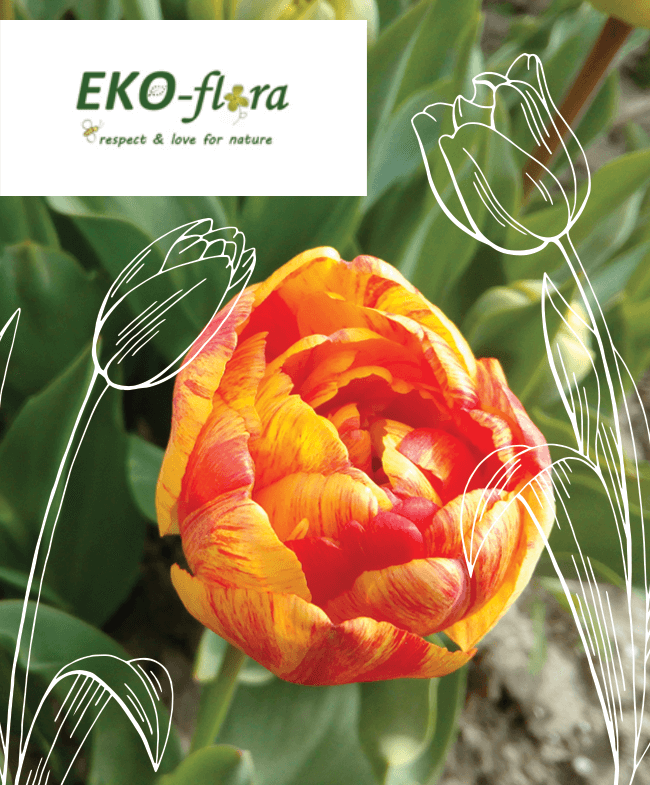 ek-flora-over-ons ekoflora-over-eko-flora-biologisch-tulpen