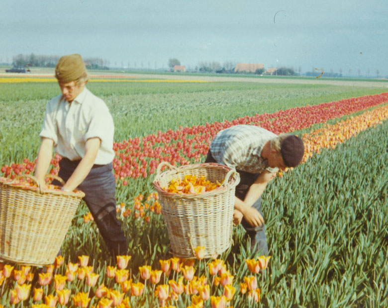 historie-schouten-tulips-schoutentulips-nschouten