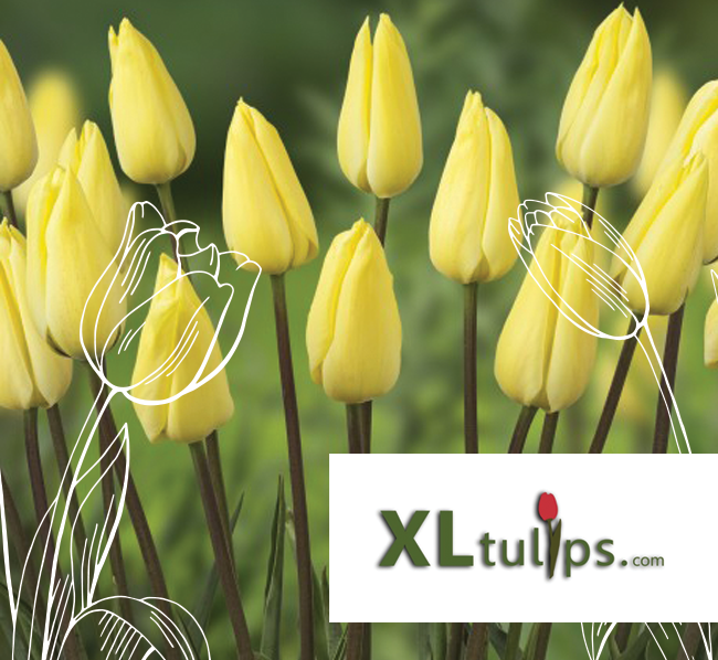 over-ons-xltulips-1 Schouten-tulips-xltulips-over-ons