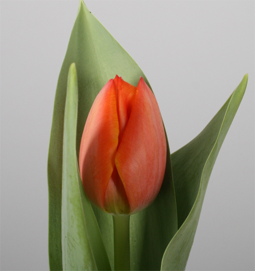 assortiment-tulip-tulp-1-orange
