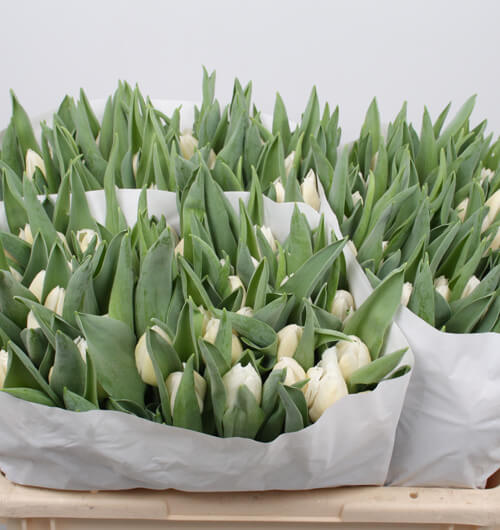 assortiment-10-tulip-tulips-orange