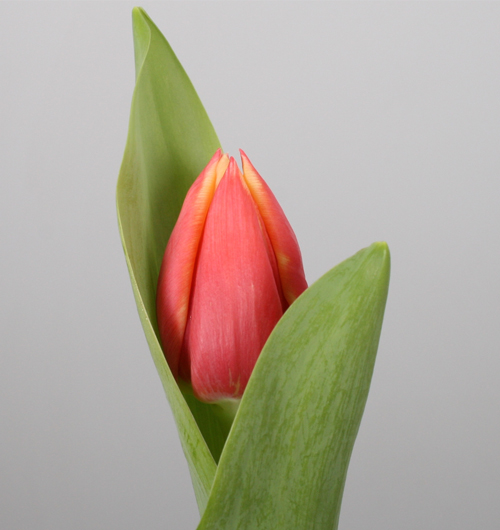 assortiment-3-tulip-tulips-orange