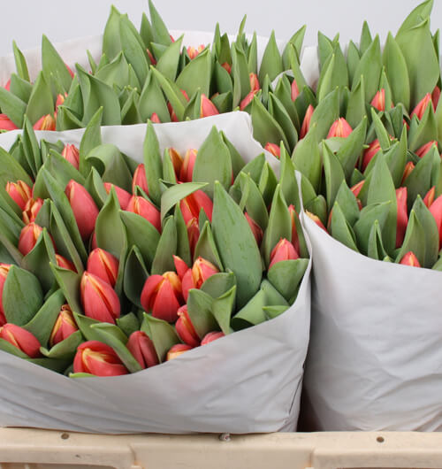 assortiment-4-tulip-tulips-orange