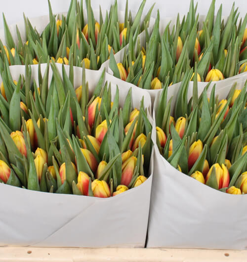 assortiment-6-tulip-tulips-orange