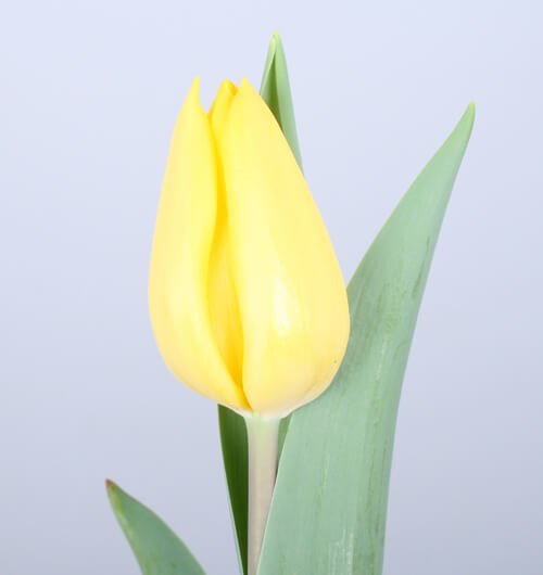 assortiment-7-tulip-tulips-orange