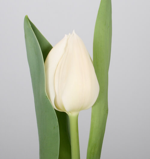 assortiment-9-tulip-tulips-orange