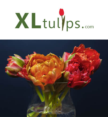 xl-tulips